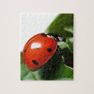 Ladybug Puzzle