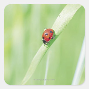 Ladybug Quadratischer Aufkleber