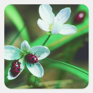 Ladybug Quadratischer Aufkleber