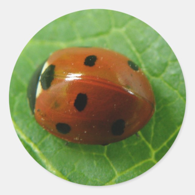 Ladybug Sticker (Vorderseite)