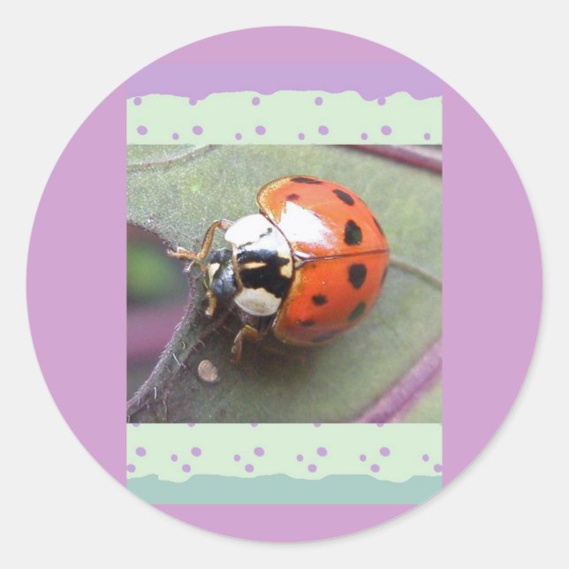 Ladybug Stickers (Vorderseite)