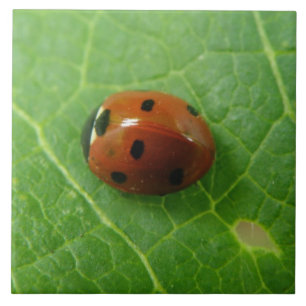 Ladybug Tile Fliese