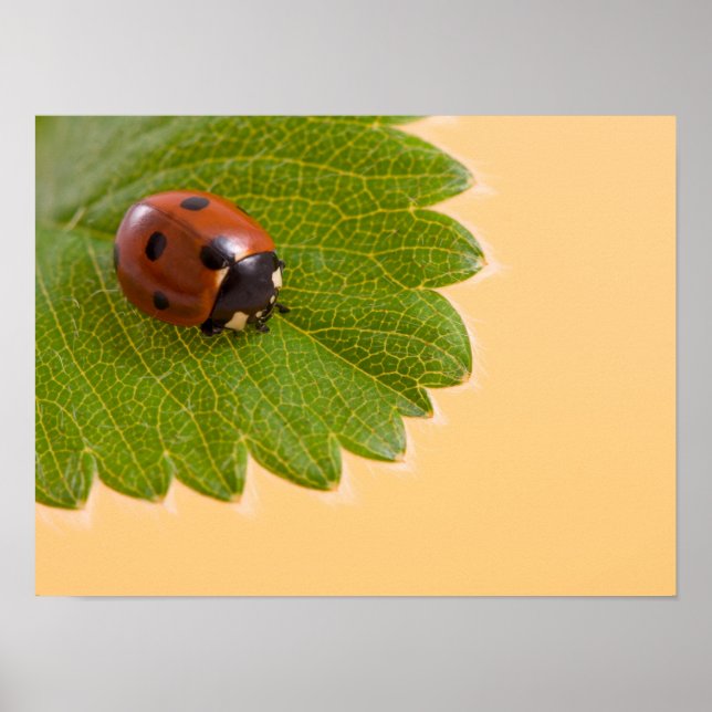 Ladybug über grünes Leaf Poster (Vorne)