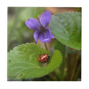 Ladybug über süße Violettsorten-Blume Fliese