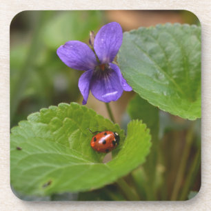 Ladybug über süße Violettsorten-Blume Getränkeuntersetzer