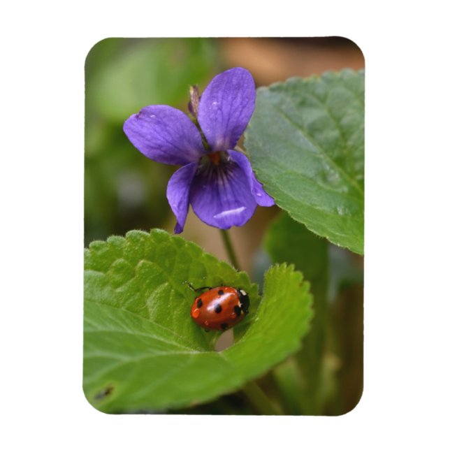 Ladybug über süße Violettsorten-Blume Magnet (Vertikal)