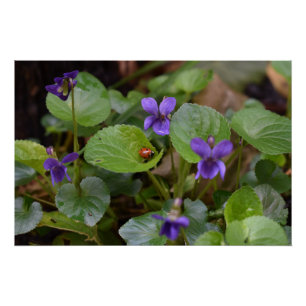 Ladybug über süße Violettsorten-Blume Poster