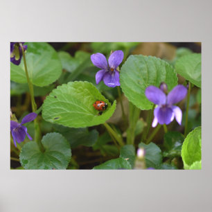 Ladybug über süße Violettsorten-Blume Poster