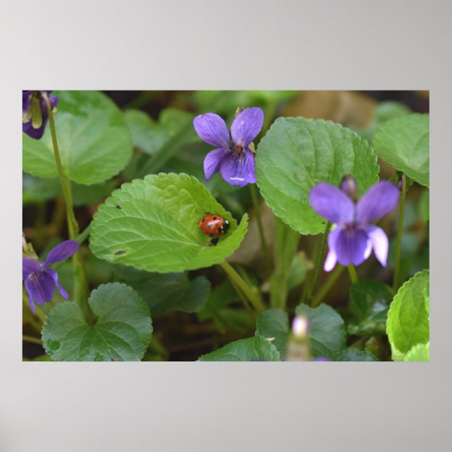 Ladybug über süße Violettsorten-Blume Poster (Vorne)