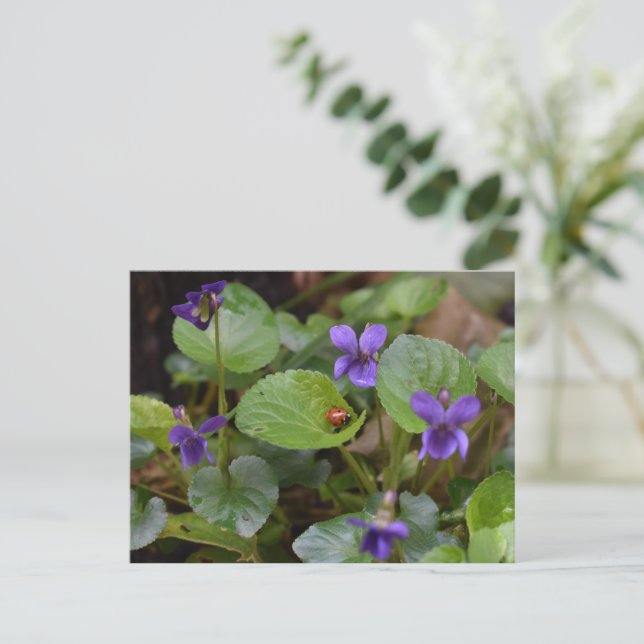 Ladybug über süße Violettsorten-Blume Postkarte (Stehend Vorderseite)