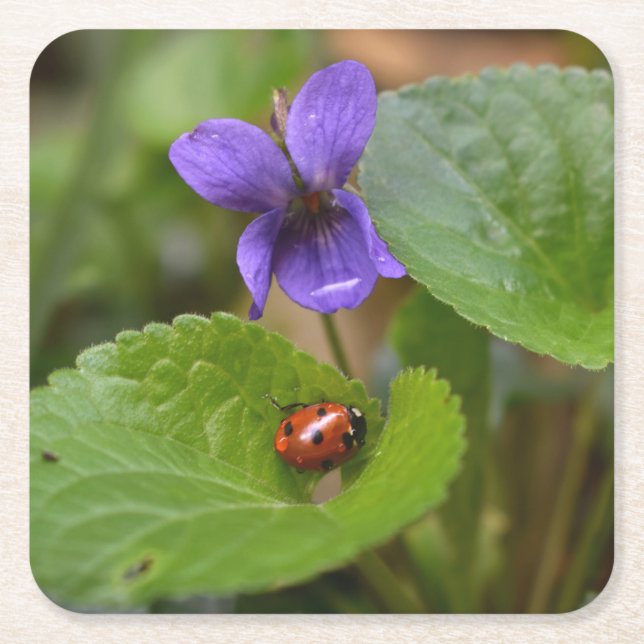 Ladybug über süße Violettsorten-Blume Rechteckiger Pappuntersetzer (Vorderseite)