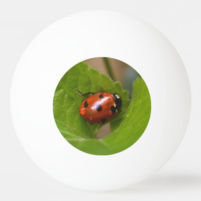 Ladybug über süße Violettsorten-Blume Tischtennisball (Vorderseite)