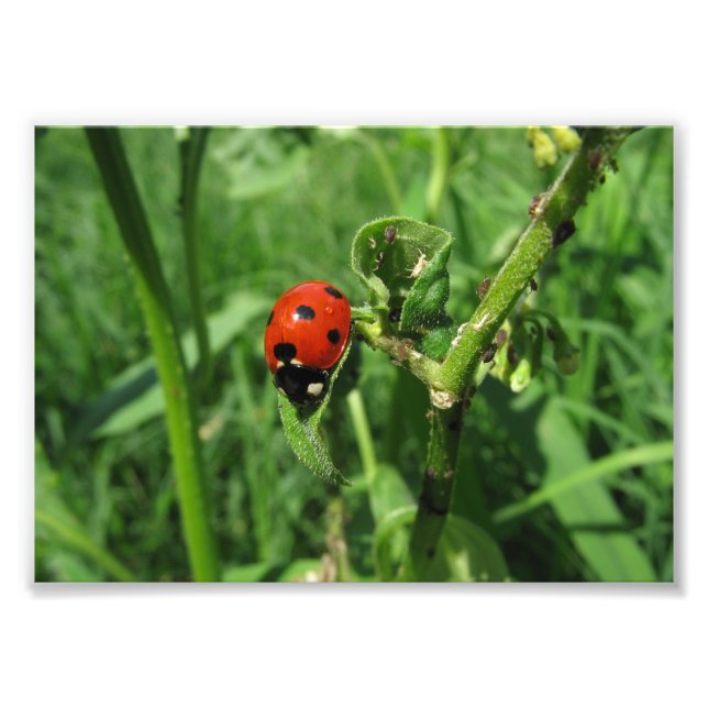Ladybug und Aphide Fotodruck (Vorne)