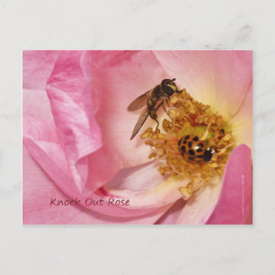 Ladybug und Fliegen auf einer Knock-Out-Rose Postkarte