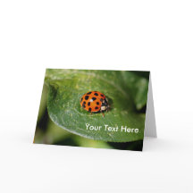 Ladybug up Nah Nature Foto Card