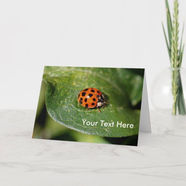 Ladybug up Nah Nature Foto Card Karte (Vorderseite)