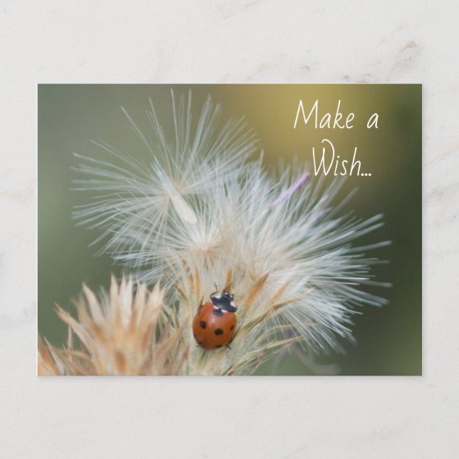 Ladybug Wish Postcard Postkarte (Vorderseite)