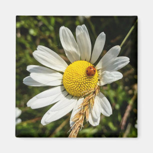 Ladybug zu Daisy Magnet
