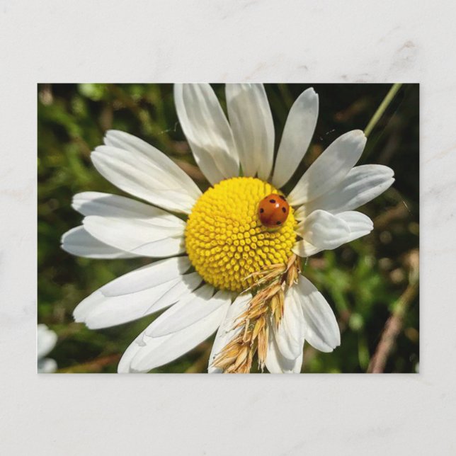 Ladybug zu Daisy Postkarte (Vorderseite)