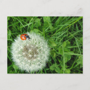 Ladybug zu Dandelion Postkarte