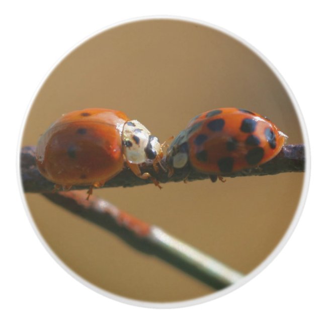 Ladybugs auf einen Drahtzaun zu küssen, Nah Keramikknauf (Vorderseite)