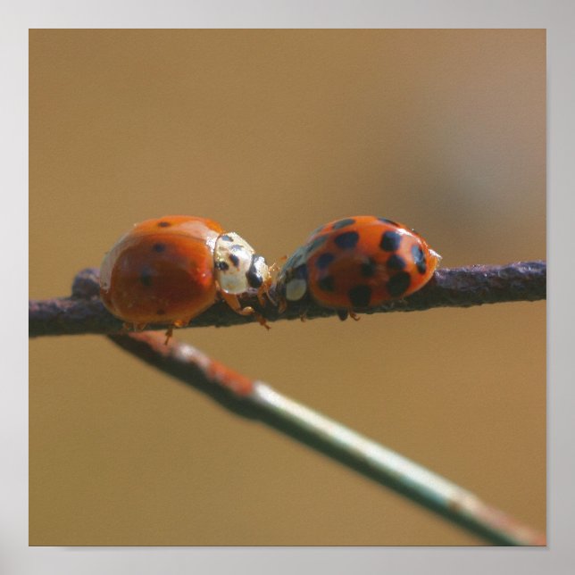 Ladybugs auf einen Drahtzaun zu küssen, Nah Poster (Vorne)
