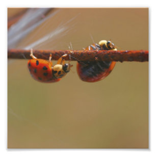 Ladybugs Balancing Nah 8 x 8 Fotodruck