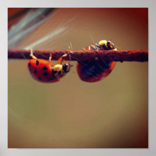 Ladybugs Balancing Nah Up Poster