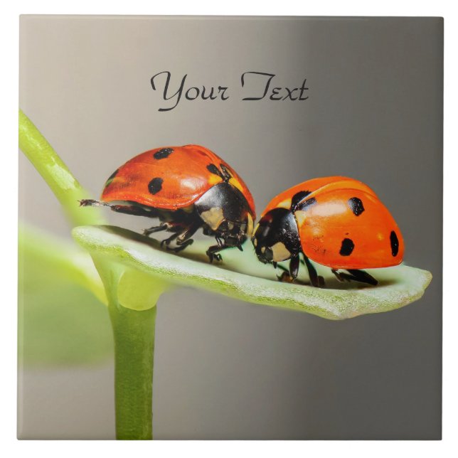 Ladybugs Beetles Keramik Tile Fliese (Vorderseite)