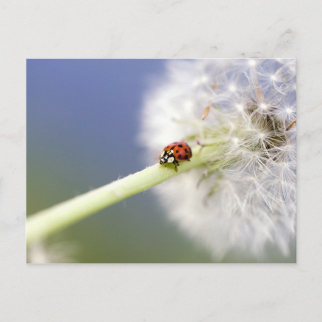 Ladybugs & Dandelion Postkarte (Vorderseite)