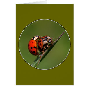 Ladybugs in Liebe