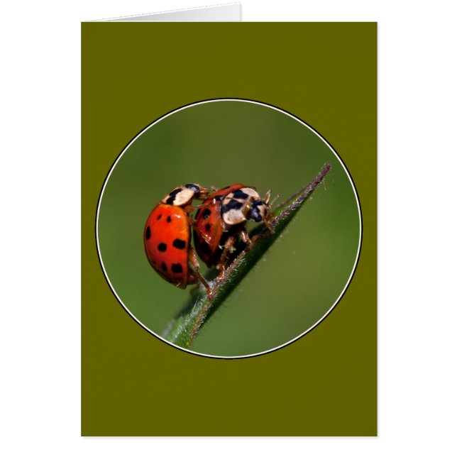 Ladybugs in Liebe (Vorne)