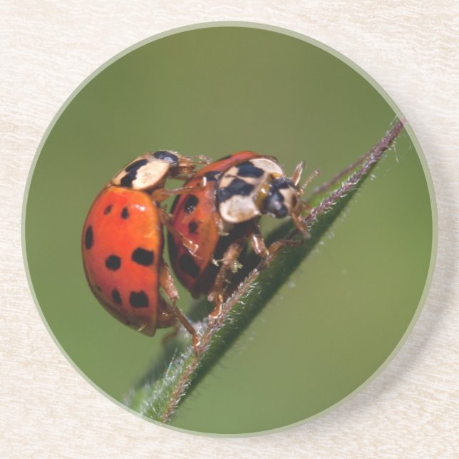 Ladybugs in Liebe Sandstein Untersetzer (Vorne)