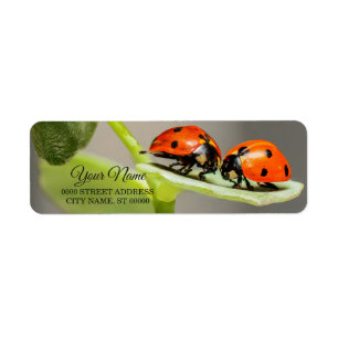 Ladybugs Käfer Rücksendeadresse