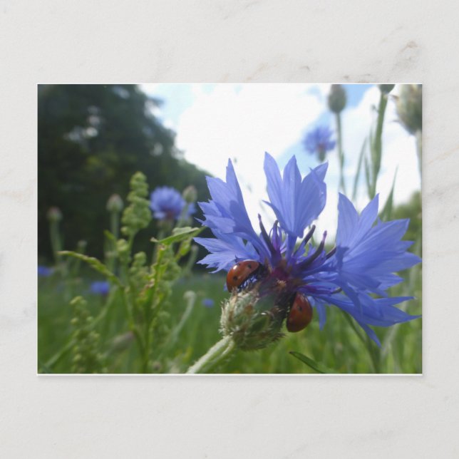 Ladybugs Meeting auf Cornflower DIY Postcard Postkarte (Vorderseite)