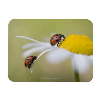 Ladybugs on a oxeye daisy, Biei, Hokkaido Magnet