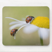 Ladybugs on a oxeye daisy, Biei, Hokkaido