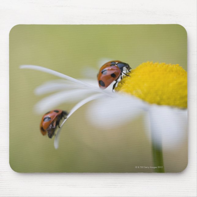 Ladybugs on a oxeye daisy, Biei, Hokkaido Mousepad (Vorne)