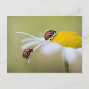 Ladybugs on a oxeye daisy, Biei, Hokkaido Postkarte