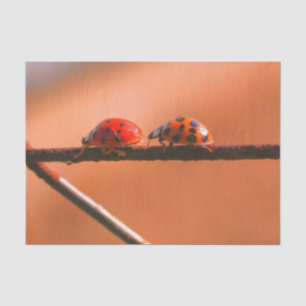 Ladybugs Play folgt der Leader-Dekoupage Seidenpapier