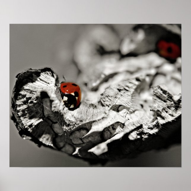 Ladybugs Poster (Vorne)