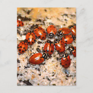 Ladybugs Postkarte