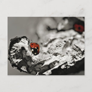 Ladybugs Postkarten