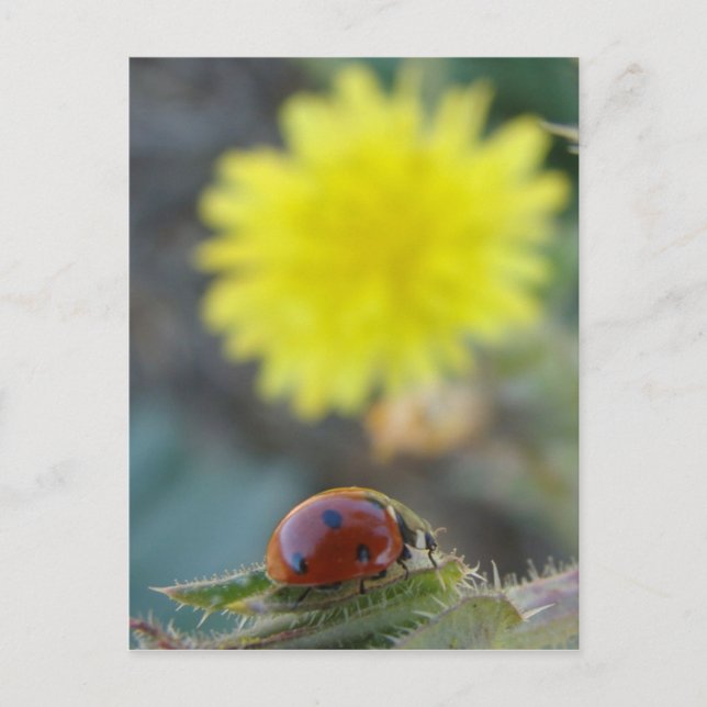Ladybugs Weltpostkarte Postkarte (Vorderseite)