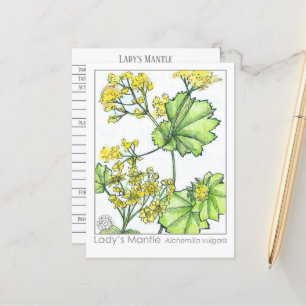 Lady's Mantle Materia Medica Monograph Postkarte