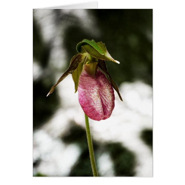 Lady's Slipper #8299 Card (Vorne)