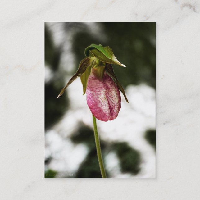 Lady's Slipper #8299 Mini Print Visitenkarte (Vorderseite)