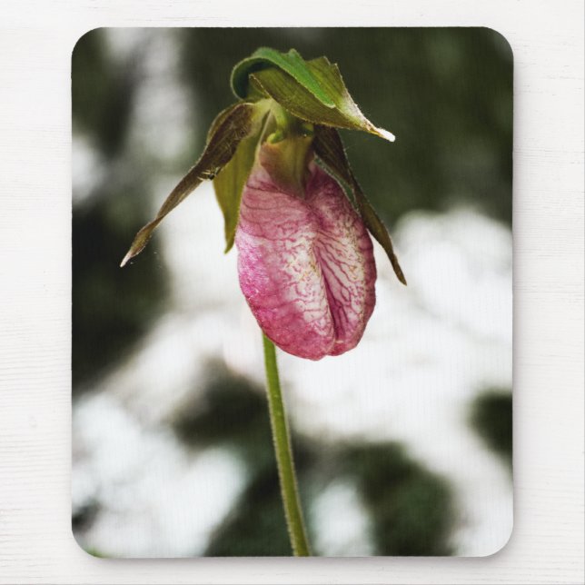 Lady's Slipper #8299 Mousepad (Vorne)