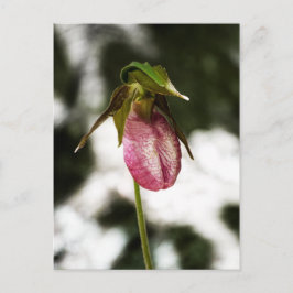 Lady's Slipper #8299 Postkarte