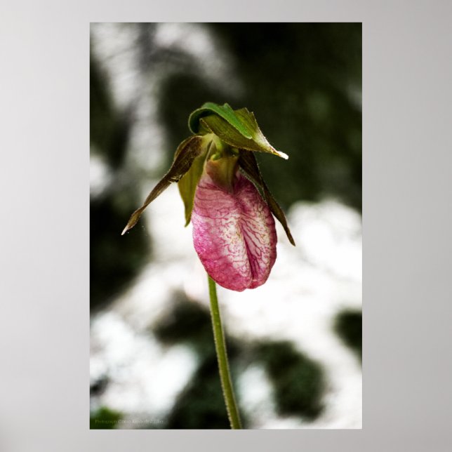 Lady's Slipper #8299 Print Poster (Vorne)